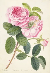 Common Provence Rose